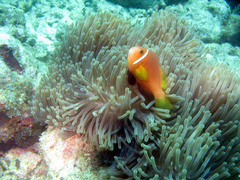 Amphiprion nigripes