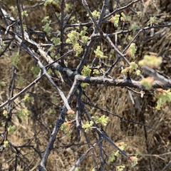 Commiphora angolensis