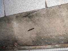Asiomorpha coarctata