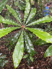 Anopterus macleayanus