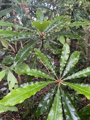 Anopterus macleayanus