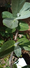 Calotropis procera image