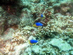 Pomacentrus caeruleus