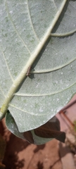 Danaus chrysippus