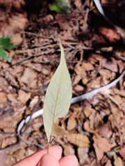Artocarpus styracifolius