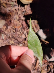 Artocarpus styracifolius