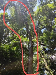 Artocarpus styracifolius