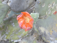 Opuntia quimilo