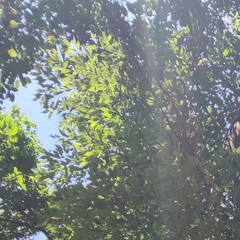 Artocarpus styracifolius