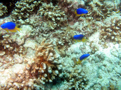 Pomacentrus caeruleus