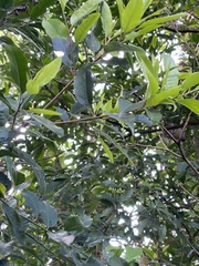 Prunus africana