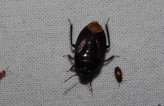 Macroscytus reflexus
