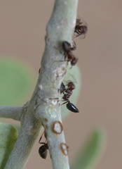 Crematogaster castanea rufonigra