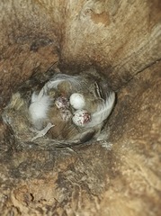 Myiarchus swainsoni