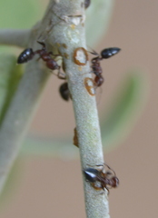 Crematogaster castanea rufonigra