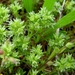 Scleranthus annuus - Photo (c) Jenn Forman Orth,  זכויות יוצרים חלקיות (CC BY-NC-SA)