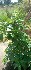 Gymnanthemum amygdalinum