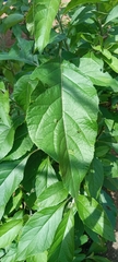 Gymnanthemum amygdalinum