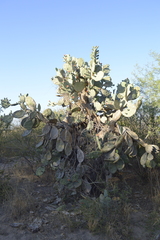 Opuntia quimilo
