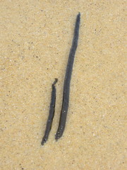 Myriogloea