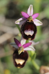 Ophrys bertolonii bertolonii