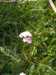 Achillea roseo-alba