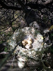 Pyrocephalus rubinus