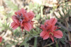 Indigofera oxytropis