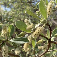 Terminalia sericea image