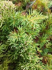 Juniperus rigida