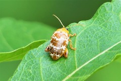 Asiophrida