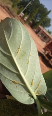 Aphis nerii