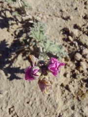 Sphaeralcea mendocina