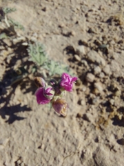 Sphaeralcea mendocina