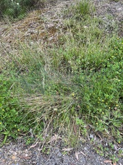 Juncus subsecundus