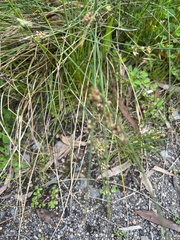 Juncus subsecundus