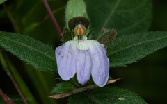Cynarospermum asperrimum