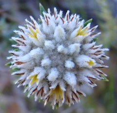 Phylica propinqua