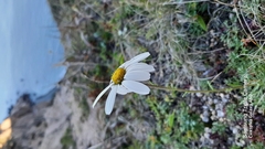 Chrysanthemum coreanum
