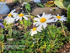 Chrysanthemum coreanum