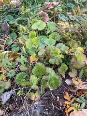 Glechoma hederacea