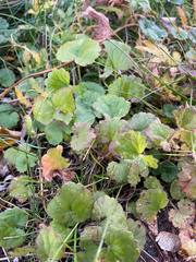 Glechoma hederacea
