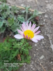Chrysanthemum coreanum