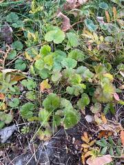 Glechoma hederacea