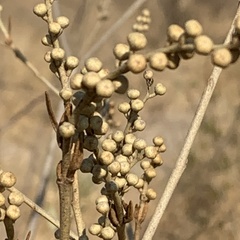 Croton gratissimus image