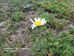 Chrysanthemum coreanum