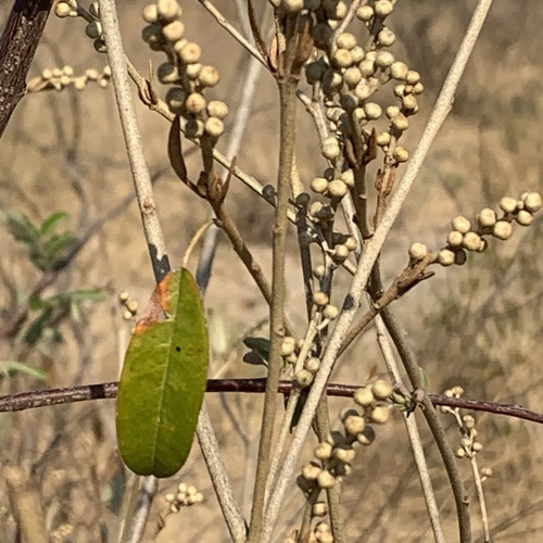 Croton gratissimus image