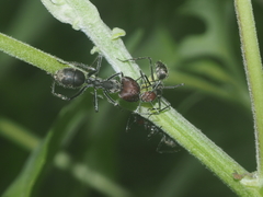 Camponotus singularis
