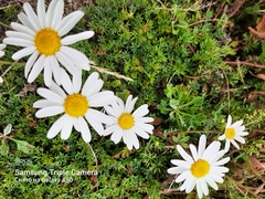 Chrysanthemum coreanum