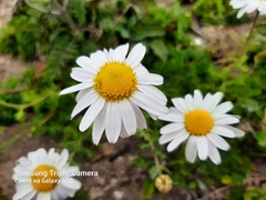 Chrysanthemum coreanum
